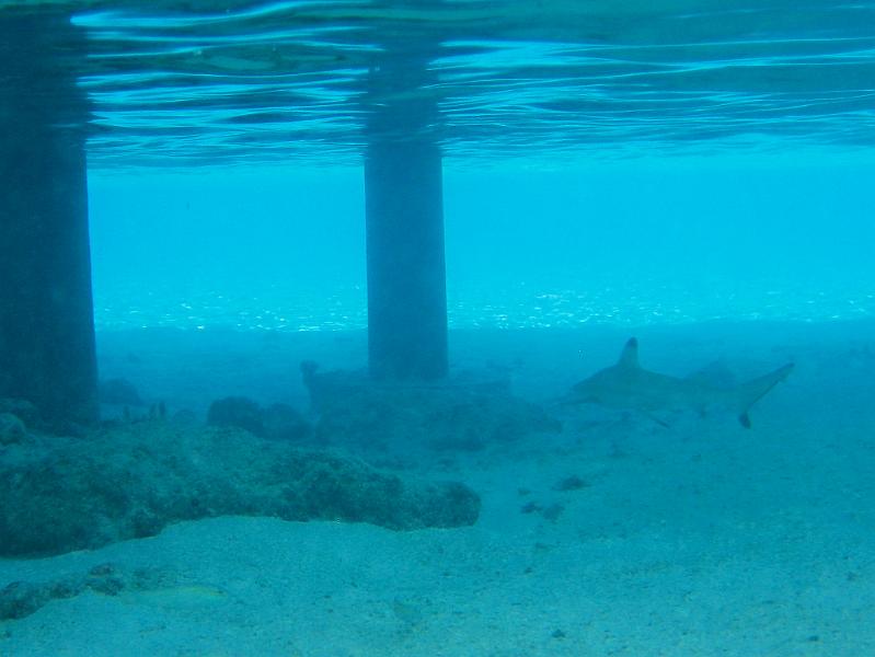Kuramathi (82).jpg - Shark under our villa